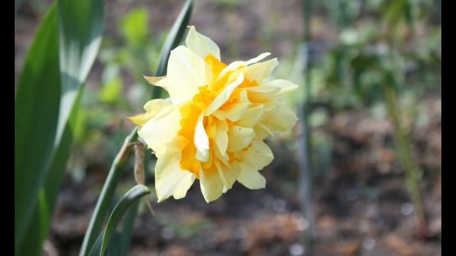 Аудіокнига: міфи Давньої Греції, "Нарцис"