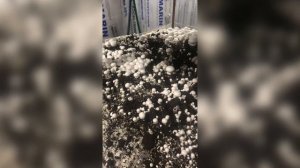 ЗАКРЫЛ ГРИБНИЦУ! Больше не выращиваю грибы! Что произошло? Выращивание шампиньонов.