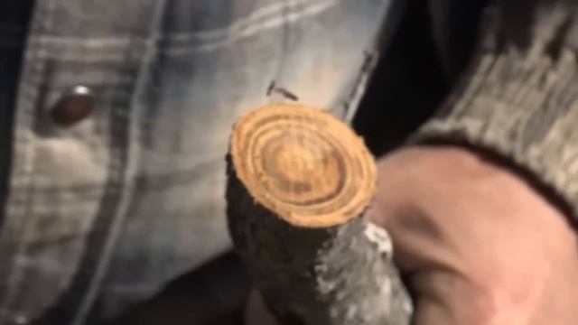 №426-Защита плодовых деревьев от зайцев.Почему болеет абрикос? Подготовка ремонтантной малины к зим смотреть онлайн