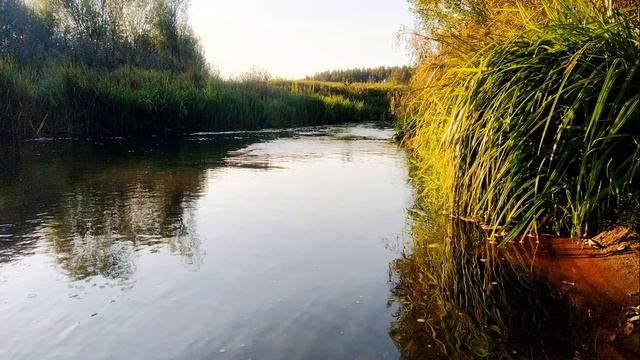 Расслабляющее пение птиц у реки для отдыха и сна. Звуки природы для сна. Пение птиц. смотреть онлайн