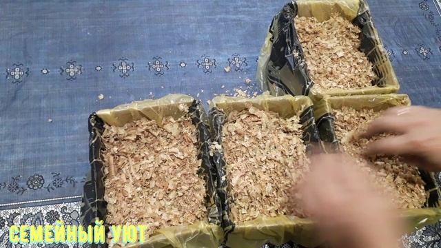 Как мы выращиваем лук на подоконнике смотреть онлайн