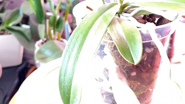 The Phriday Phalaenopsis Episode 2 - Phal Cornu-Cervi var. Chattaladae смотреть онлайн