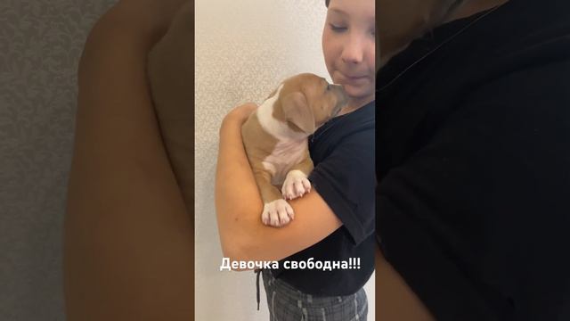 Девочка Амстаффа свободна!!! #щенки #dog #puppy #продажа #питомник #стафф