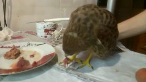 Кормление птенца сокола - ПУСТЕЛЬГИ (часть 2)