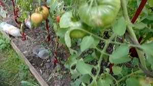 Томат красный крупный из Хакасии