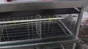 Клетка для содержания бройлеров