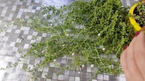 Как вырастить крестовник Роули в квартире