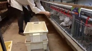 31 день эксперимента по выращиванию бройлеров на кормах Purina VS МегаМикс