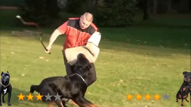 Pitbull VS Rottweiler - Rottweiler VS Pitbull | Real Fight смотреть онлайн