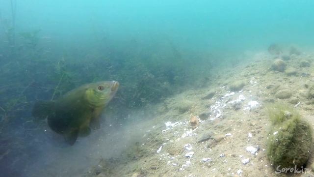 ПОКЛЕВКИ ЛИНЯ И ОКУНЯ НА ПУЧОК ЧЕРВЕЙ Подводная съемка смотреть онлайн