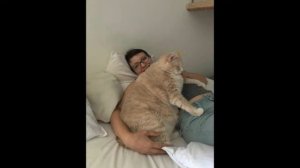 ТОЛСТЫЕ КОТЫ! Подборка смешных толстых котов