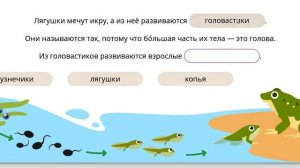 Размножение и развитие земноводных и пресмыкающихся