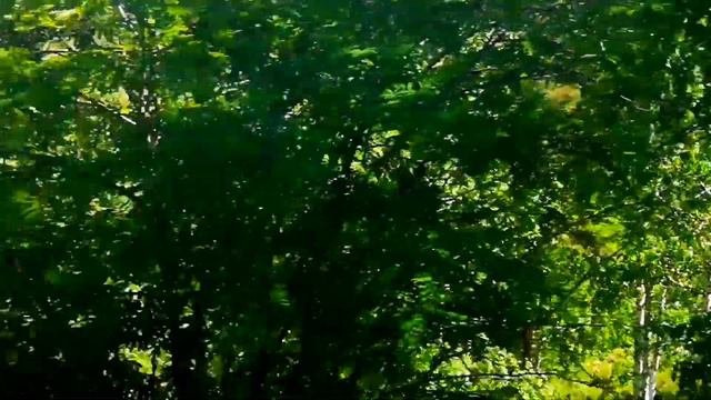 Зюзельский. Бывший пионерлагерь. Гора Белый Камень.