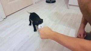 Шикарная девочка питбультерьера
