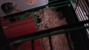 Как у меня появился Сухарик? | Нормы содержания хомяка