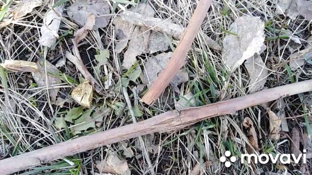 Малинная галлица. Почему у малины ломаются побеги?!
