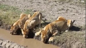 Танзания Сафари в Серенгети   Львы соображают на троих