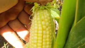 Моя кукуруза 2020, часть 4 Совка