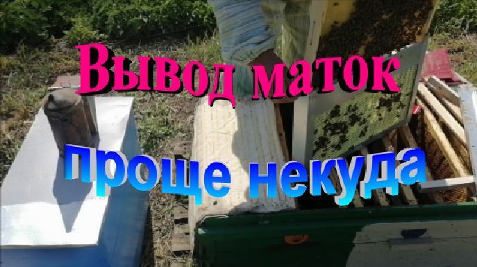 Вывод маток для собственной пасеки. Проще некуда.