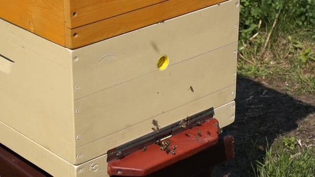 Злые пчелы. смотреть онлайн