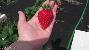 МАЛЬГА ремонтантный сорт клубники