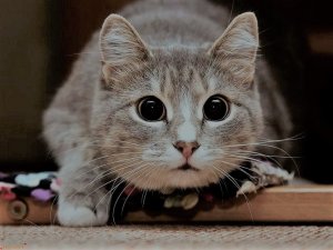 ФЭНШУЙ О ДОМАШНИХ ЖИВОТНЫХ