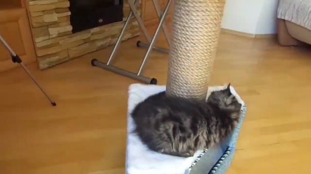 Сибирские котята Е. (2,5 мес.) смотреть онлайн