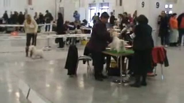 Wystawa psów KIELCE 2009(West Highland White Terrier) смотреть онлайн