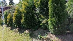 насыпь из глины от колодца с туями и лилейниками