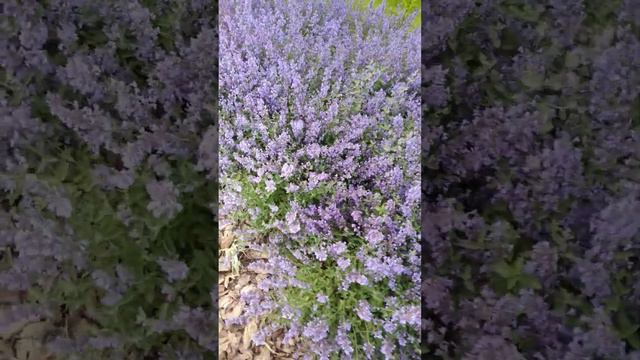 Purple flowers