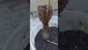 Сауроматум гуттатум) необычный цветок расцвел в непривычное время.