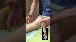 Как работают наши мышцы? Причины мышечной слабости?