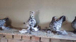Голуби Узбекские двухчубые челкари