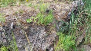 Болотная гадюка выползла из озера в месте, где люди купаются, а лодки причаливают.