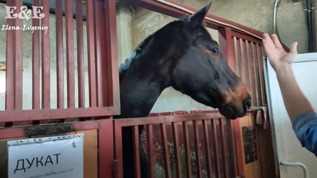 Лошади в Зоопарке Кишинева/Конюшня/Кормление лошадей и пони/Содержание породистых лошадей/Зоо смотреть онлайн