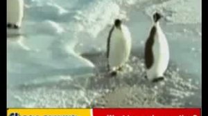 Среди пингвинов тоже есть подонки XD