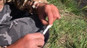 Ловим красноглазку на манку
