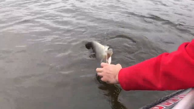 Ловля сома. Рыбалка на Волге. Ловля на спиннинг. Ловля на джиг смотреть онлайн