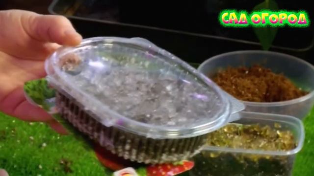 Выращивание земляники и клубники из семян