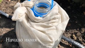 Размножение Лаванды Черенками. / Простой Способ
