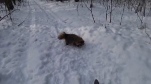 "Нападение" енотовидной собаки в рязанском лесу