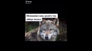 Мемы про Волков // Тик-ток // АУФ//