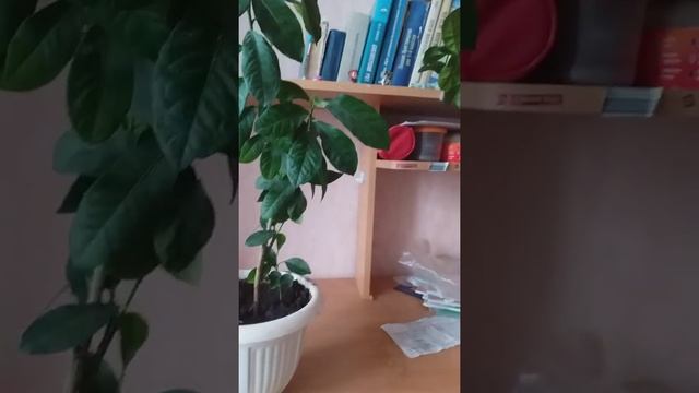 Как посадить и вырастить лимонное дерево?Мое лимонное дерево.Выращивание дома растений