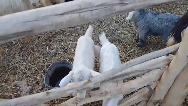 Шымбай 2023 Сутли Ешки багыу сырлары/Заненские козы агробизнес Каракалпакстан