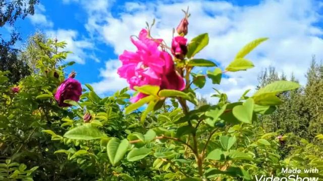 Парковые розы смотреть онлайн