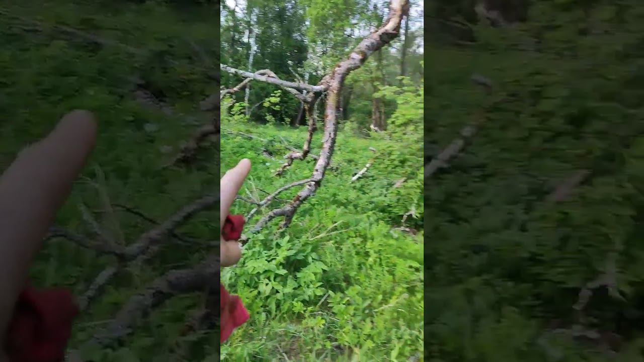 #quest #металокоп Копаем смотреть онлайн