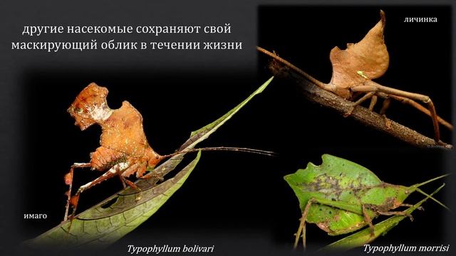 Насекомые. Искусство маскировки.
