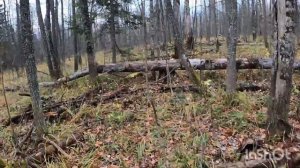 Охота с лайками 2023 г.  Наконец-то купил навигатор с ошейником альфа 50.