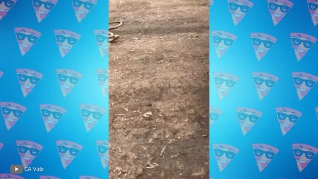 Эта Змея в 100 Раз Более Ядовитая чем Черная Мамба