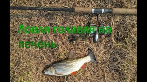 Ловля голавля в апреле на куриную печень
